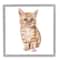Stupell Industries Tabby Cat Kitten Watercolor Portrait Nursery Animal Framed Wall Art